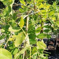 Karagana sibírska Pendula, Caragana arborescens 140 - 160 cm, kont. 7l