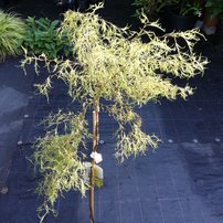 Breza previsnutá Karaca, Betula pendula, 80 - 100 cm, kont. 5I