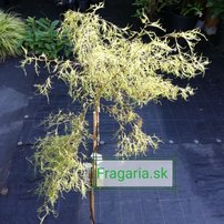 Breza previsnutá Karaca, Betula pendula, 80 - 100 cm, kont. 5I