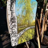 Breza previsnutá Karaca, Betula pendula, 80 - 100 cm, kont. 5I