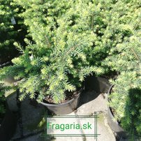 Smrek omorikový- balkánsky Karel, Picea omorika 20 - 30 cm, kont. 3l