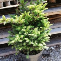 Smrek omorikový- balkánsky Karel, Picea omorika 20 - 30 cm, kont. 3l