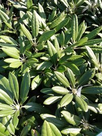 Rododendron Karianne, Rhododendron, 30 - 50 cm, kont. 5l
