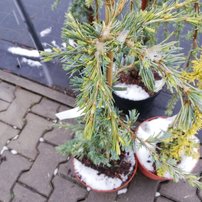 Céder Himalajský Karl Fuchs, Cedrus deodara, +100 cm, kontajner 3l