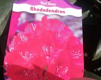 Rododendron Negrito, Rhododendron 30 - 40 cm, kont. 5l