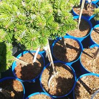 Jedľa kaukazská Kate Brook Abies nordmanniana kontajner C5  na kmienku 40 cm