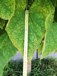 Katalpa trubačovitá Nana, Catalpa bignonioides 145 - 240 cm, kont. 25l