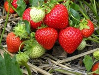 Jahoda veľkoplodá Kent, FRAGARIA × GRANDIFLORA,  10 zakorenených kusov