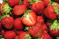 Jahoda veľkoplodá Kent, FRAGARIA × GRANDIFLORA,  10 zakorenených kusov