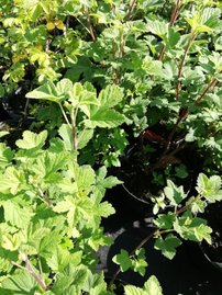 Ríbezľa krvavá King Edward VII, Ribes sanguineum, kontajner 2l