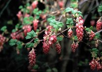 Ríbezľa krvavá King Edward VII, Ribes sanguineum, kontajner 2l