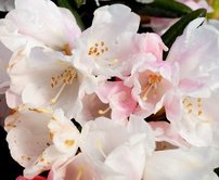 Rododendron Koichiro Wada Dekora , Rhododendron, 30 - 50 cm, kont. 5l