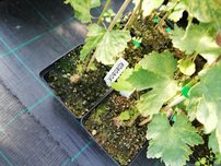 Vinič hroznorodý Kolobok, Vitis vinifera, kontajnerovaná sadenica 1 l