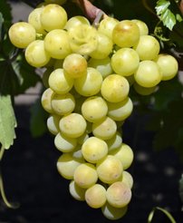 Vinič hroznorodý Kolobok, Vitis vinifera, kontajnerovaná sadenica 1 l