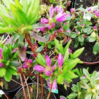 Azalka japonská Königstein, Rhododendron obtusum, kont. 2l