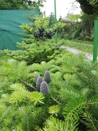 Jedľa kórejská, Abies koreana 30 - 50 cm, kont. 3l