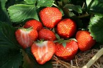 Jahoda veľkoplodá Korona , FRAGARIA × GRANDIFLORA 10 zakorenených kusov