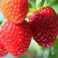 Jahoda veľkoplodá Korona , FRAGARIA × GRANDIFLORA 10 zakorenených kusov