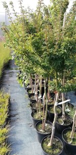 Javor dlaňovitolistý KotoHime, Acer palmatum, kmeň + 140cm, kontajner, C 10