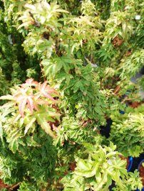 Javor dlaňovitolistý KotoHime, Acer palmatum, kmeň + 140cm, kontajner, C 10