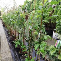 Dub krížený 'Long' REGAL PRINCE ® Quercus x ware, kont 7 l + 140 cm