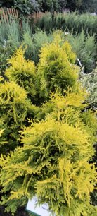 Tuja západná Krakus, Thuja occidentalis 40 - 60 cm, kont. 2l
