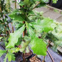 Dub krížený 'Long' REGAL PRINCE ® Quercus x ware, kont 7 l + 140 cm