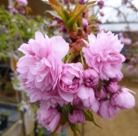 Čerešňa pilovitá Kiku-shidare, Prunus serrulata  -+180 cm, kont. 10I