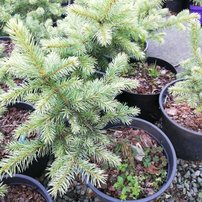 Smrek pichľavý Kubiczek, Picea pungens, 30 - 45 cm, kont. 3l