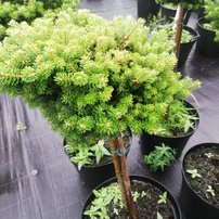 Jedľa kórejská Silberkugel, Abies koreana, kmeň +80 cm, kont. 15l