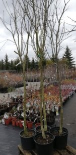 Štedrec Adamov, Laburnocytisus adamii na 120 cm kmienku, kontajner 15l.