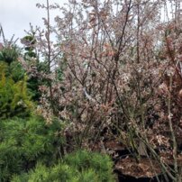Muchovník Lamarckov, Amelanchier lamarckii kont. 100, výška +3,5 m.l