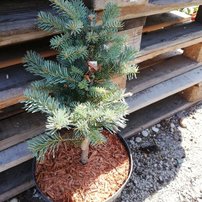 Jedľa plsnatoplodá Compacta, Abies lasiocarpa 20 - 60 cm, kont. 3l
