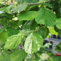 Lieska Leszek, Corylus avellana, + 150 cm, kont. 3l