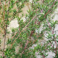 Balmín metlatý  - Manuka, Leptospermum scoparium, kont. 3l