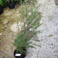 Balmín metlatý  - Manuka, Leptospermum scoparium, kont. 3l