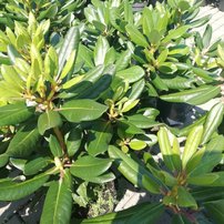 Rododendron Levander Princess, Rhododendron 40 - 50 cm, kont. 5l