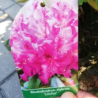 Rododendron Lilofee, Rhododendron 40 - 50 cm, kont. 5l