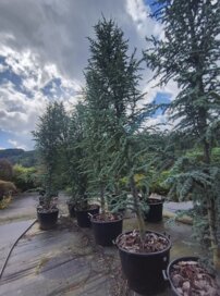 Céder libanonský Fastigiata, Cedrus libani , + 300 cm, kontajner 50l