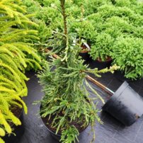Sekvoja vždyzelená Lightning, Sequoia sempervirens, +70 cm, kont 7l