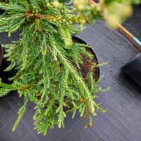Sekvoja vždyzelená Lightning, Sequoia sempervirens, +70 cm, kont 7l