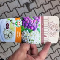 Jarabinoaronia Likérová jarabina, Aronia melanocarpa x Sorbus aucuparia, + 120 cm, kon. 2l