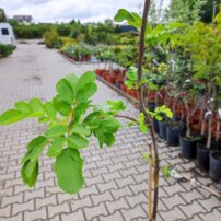 Jarabinoaronia Likérová jarabina, Aronia melanocarpa x Sorbus aucuparia, + 120 cm, kon. 2l