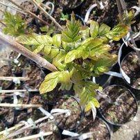 Jarabinoaronia Likérová jarabina, Aronia melanocarpa x Sorbus aucuparia, + 120 cm, kon. 2l