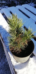 Borovica limbová, Pinus cembra, 20 - 30 cm, kont. 2l