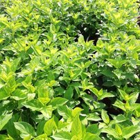 Hortenzia metlinatá Limelight, Hydrangea paniculata 40 - 60 cm, kont. 3l