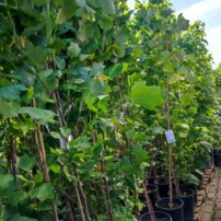 Ľaliovník tulipánokvetý Fastigiata, Liriodendron tulipifera, + 300 cm, kon. 20l