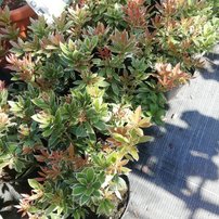 Pieris japonský Little Heath, Pieris japonica 20 - 30 cm, kont. 2l
