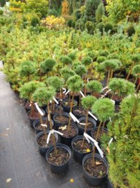Borovica horská Little lady, Pinus mugo 40 - 50 cm kmeň, kont. 5l