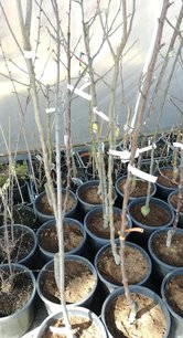 Jabloň domáca Lobo, Malus domestica 190 - 200 cm, kont. 10l